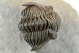 Top Quality Metacanthina Trilobite - Issoumour, Morocco #254816-3